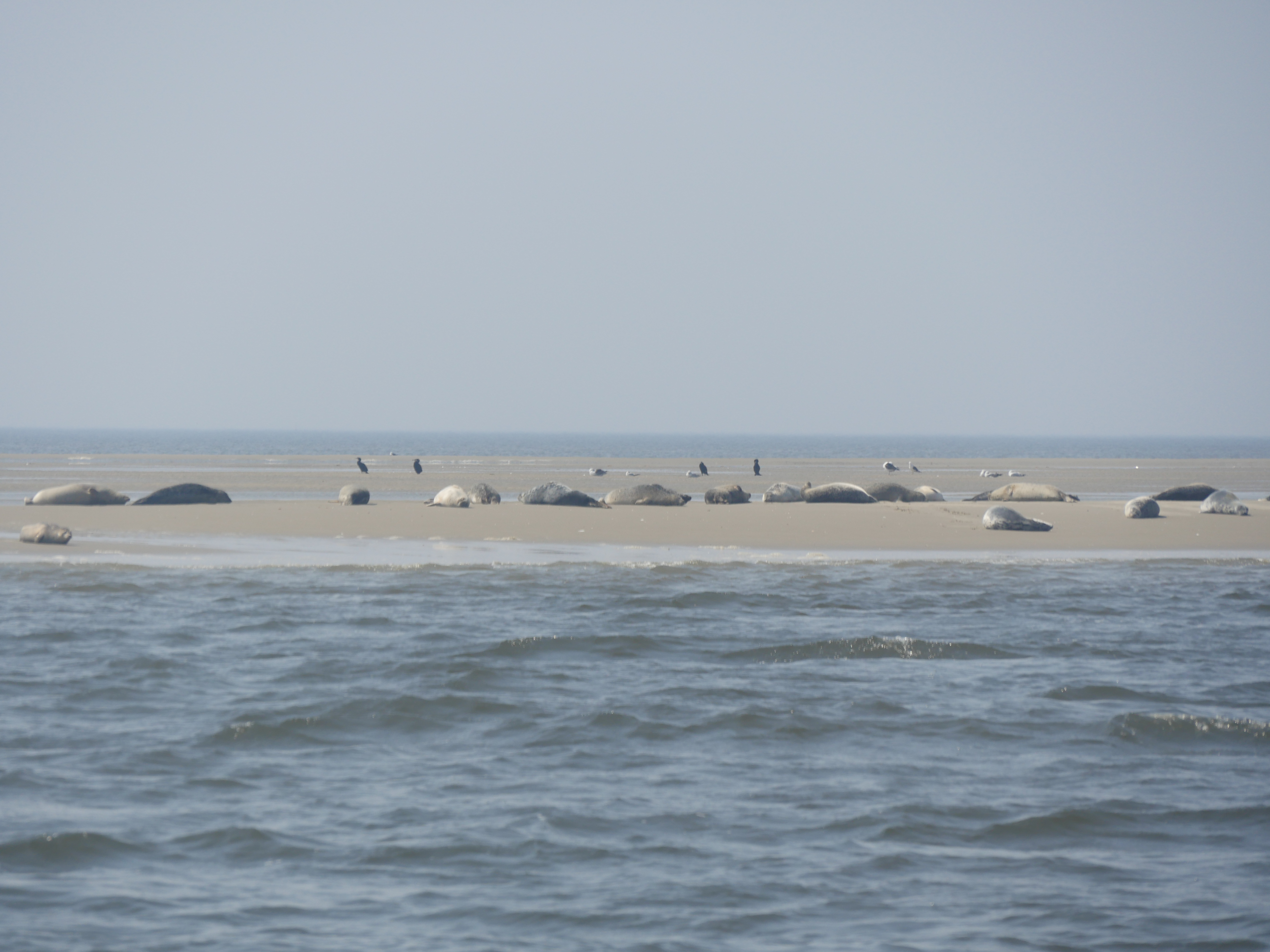 Seehunde auf der Sandbank
